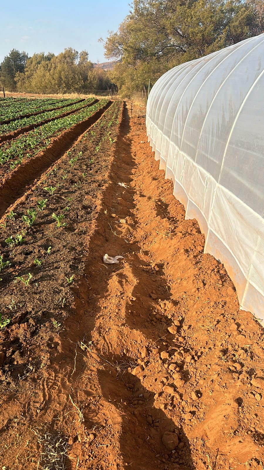 Greenhouse Tunnel - 12m