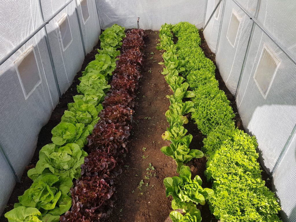 Greenhouse Tunnel - 4.5m