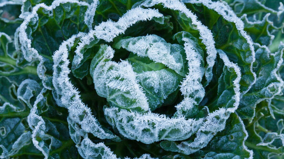 Frost Cover. Sold per running meter. Width is 2.1m.