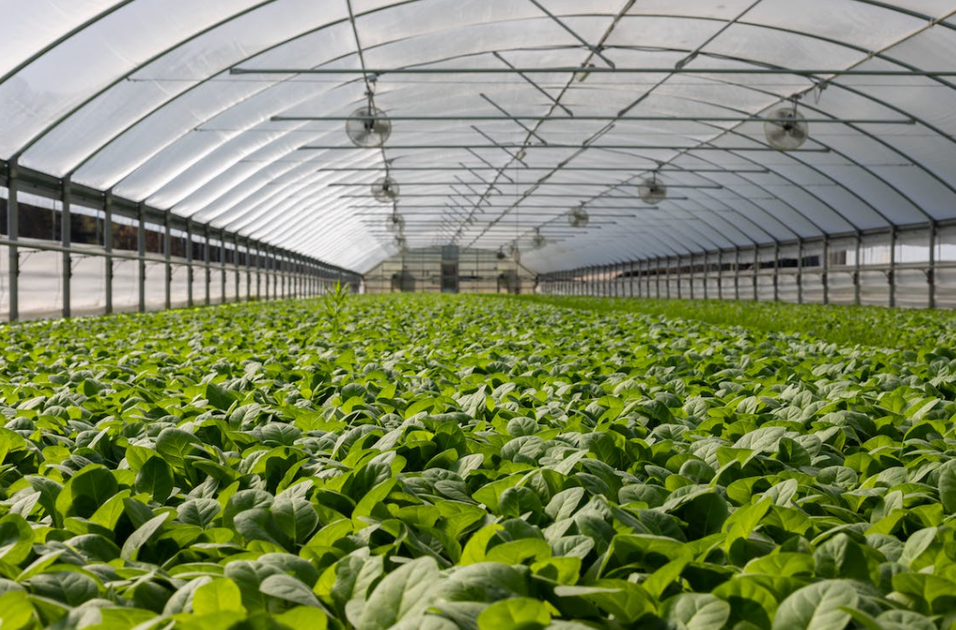 The Secret to a Year-Round Harvest: How to Use a Greenhouse for Optimal Plant Growth