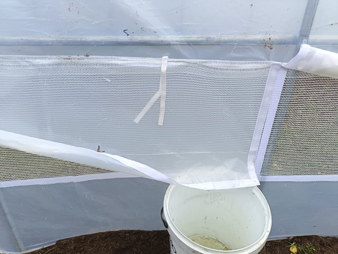 From Water Restrictions to Water Independence: How One Knysna Grower Is Using His Bell and Paton Tunnels to Harvest Every Drop