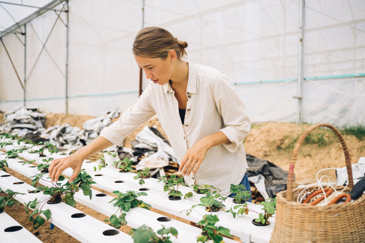 A BALANCING ACT The Dance of Fertilization and Temperature in Hydroponic Farming