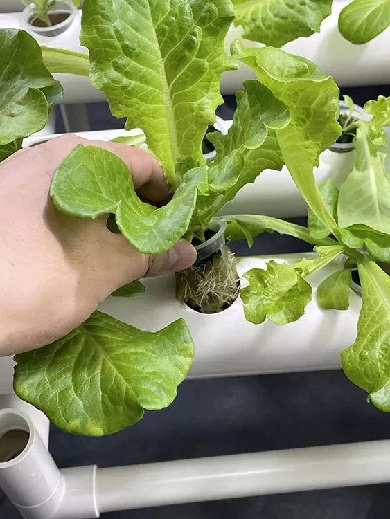 Hydroponic NFT System with 36 Holes