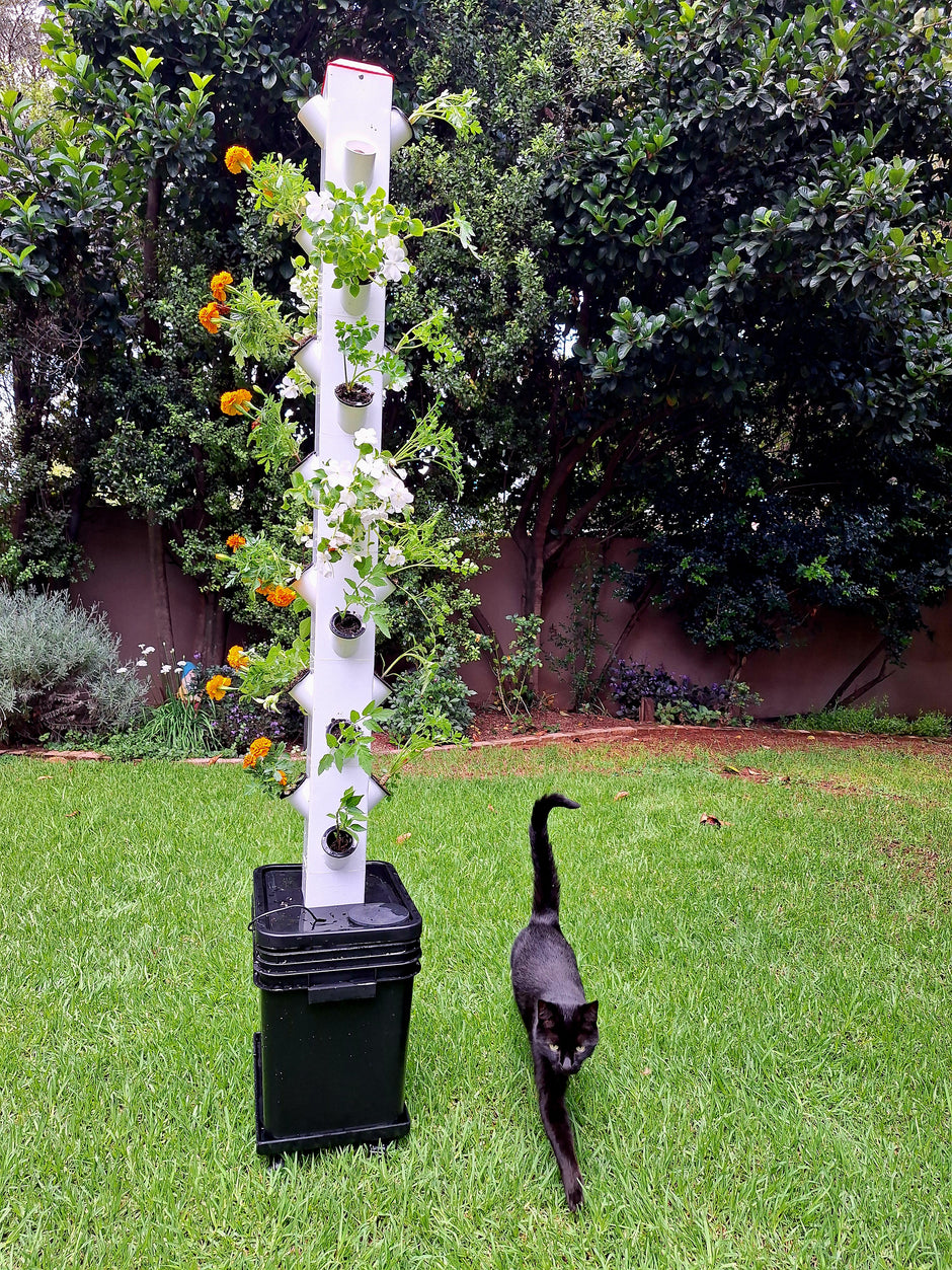 Picture of Affordable Hydroponic Systems for Sustainable Home Gardening | Bell and ...