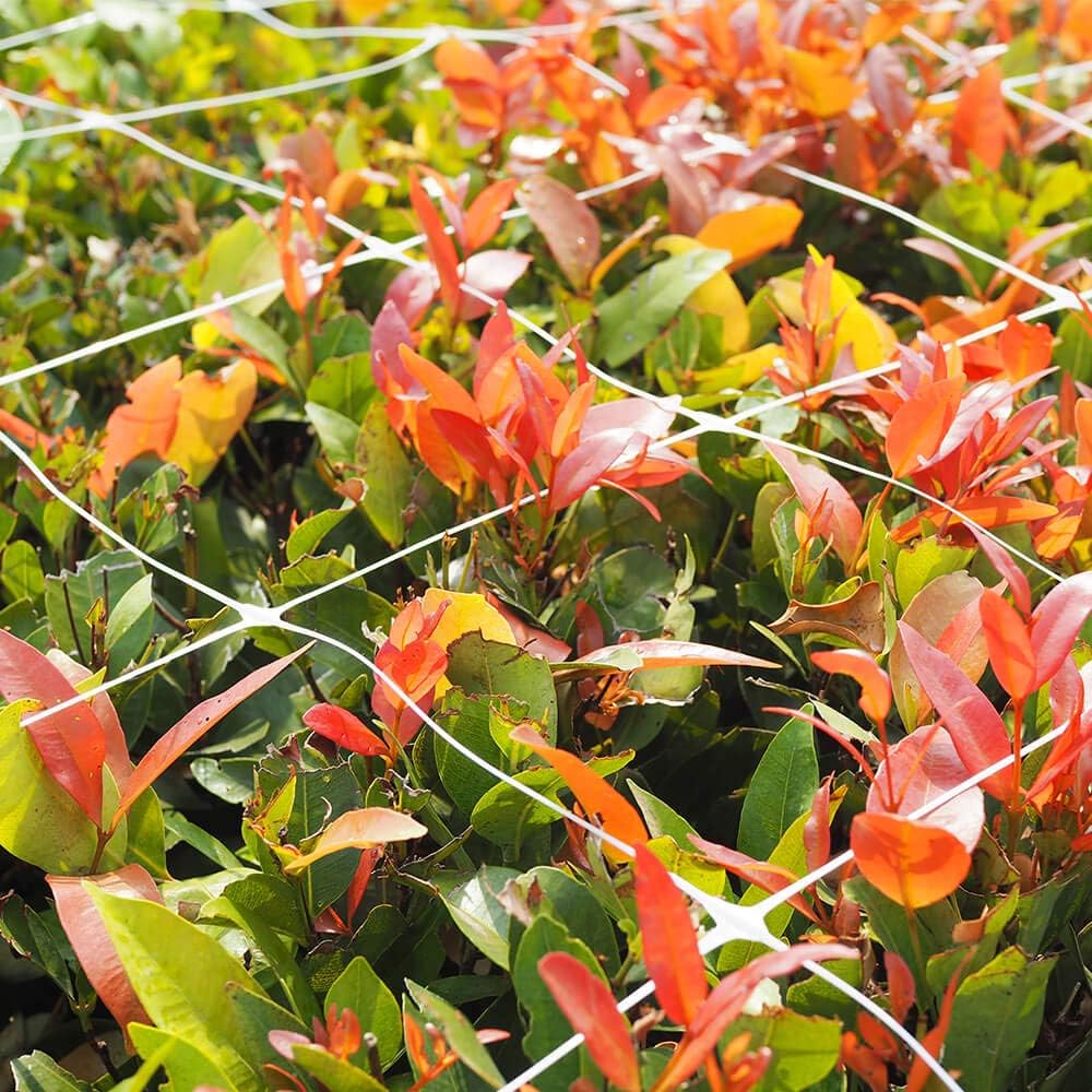 Flower Trellis Net – 12.5cm Mesh, 1.25m Wide