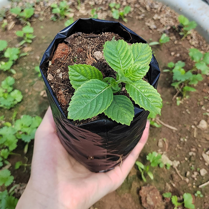 Heavy-Duty Nursery Planting Bags — 100% Virgin Material (Pack of 25)