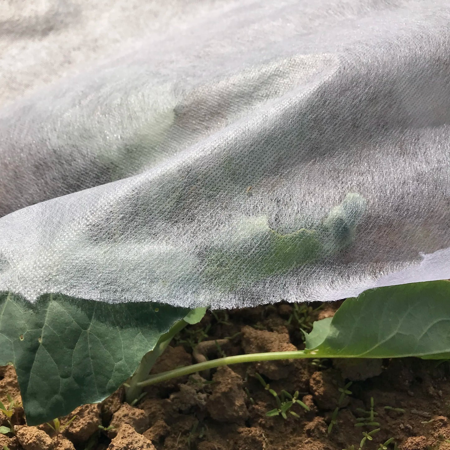 Frost Cover. Sold per running meter. Width is 2.4m.