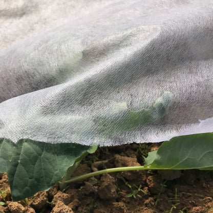 Frost Cover. Sold per running meter. Width is 2.4m.