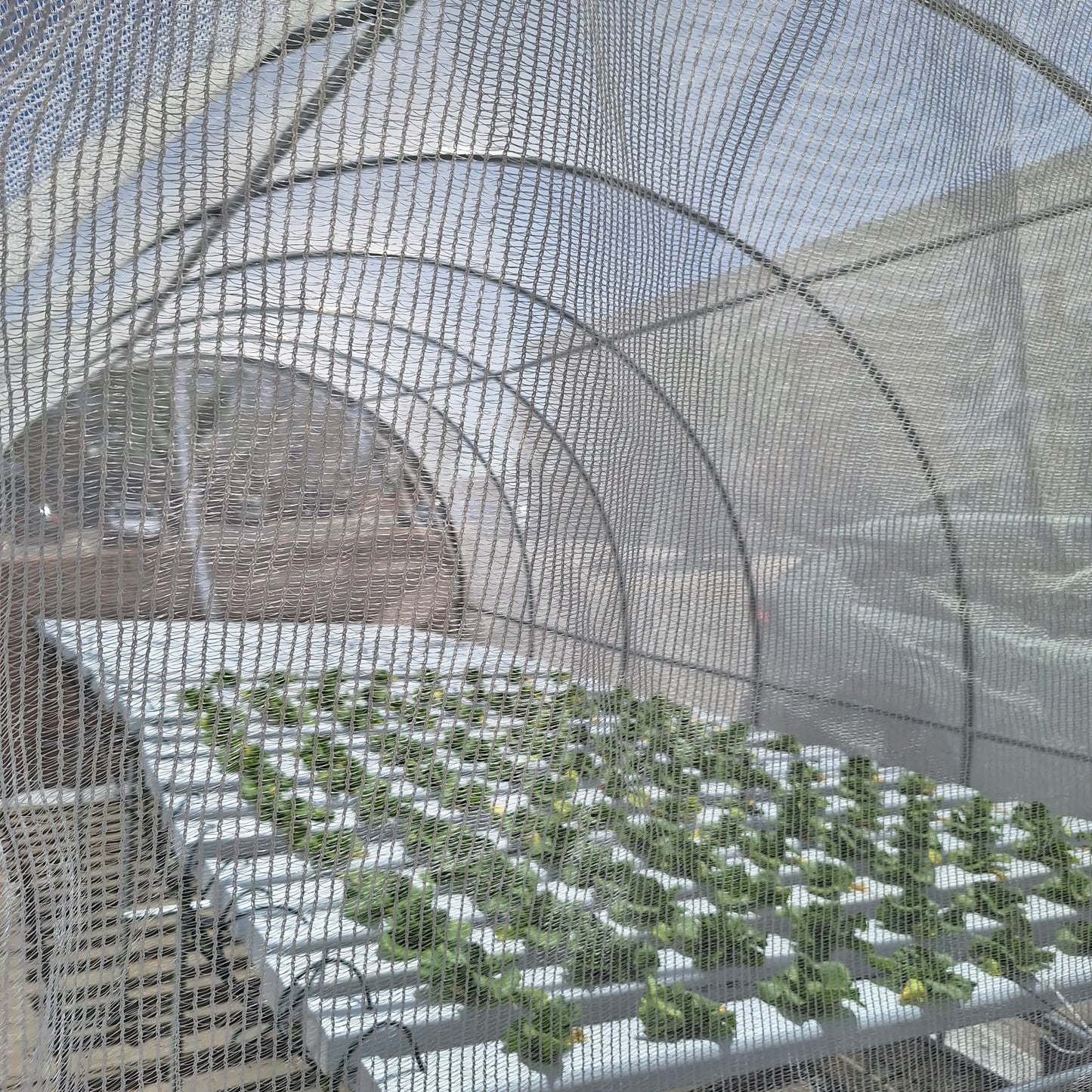 Bell and Paton 40% Shade Net tunnels. Frame with a Fitted, 40% Shade Net