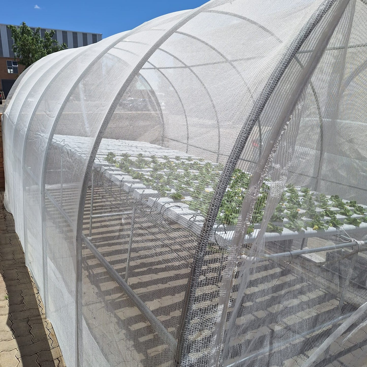 Greenhouse Tunnel - 6m