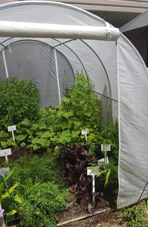 Greenhouse Tunnel - 3m