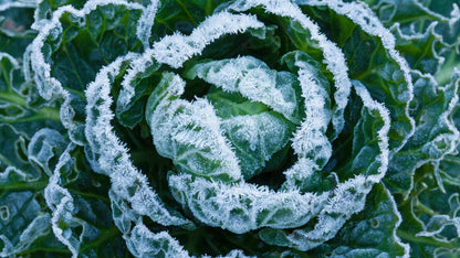 Frost Cover. Sold per running meter. Width is 2.4m.
